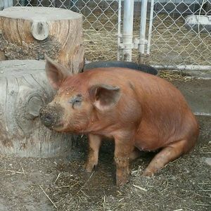 Meet your Posher, Kellie